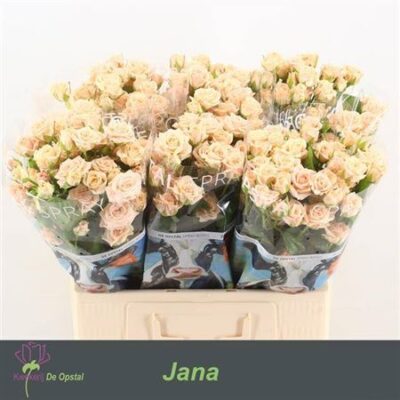 Кущова троянда 'Jana'