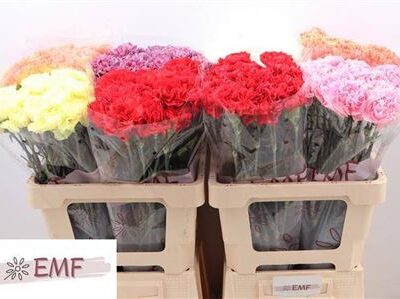 Гвоздика 'Gem In Fust'