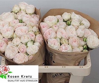 Кущова троянда 'Royal Wedding'