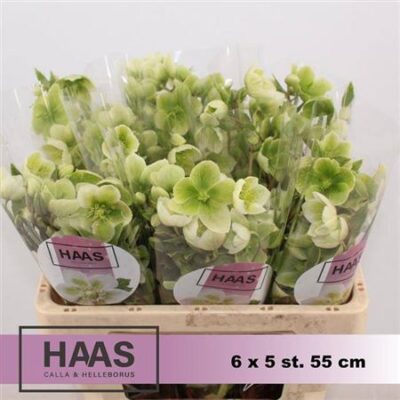 Хелеборус 'Magnif Bells'