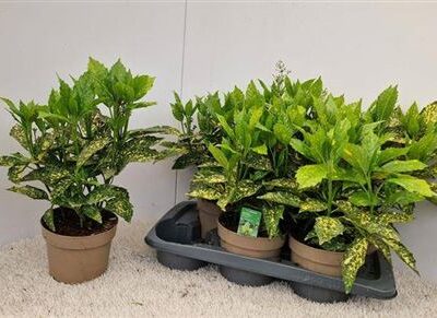 Аукуба 'Variegata'