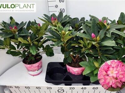 Рододендрон 'Ov'