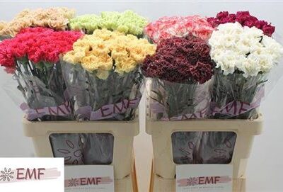 Гвоздика 'Gem In Fust'