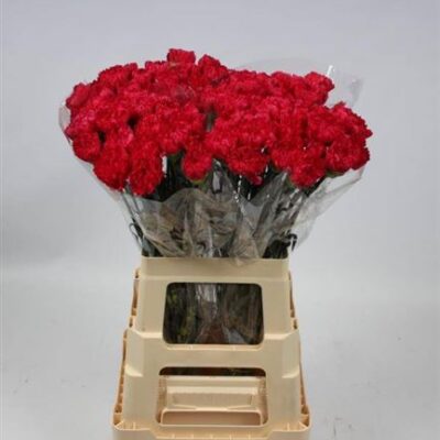 Гвоздика 'Bizet'