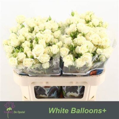Кущова троянда 'White Balloons+'