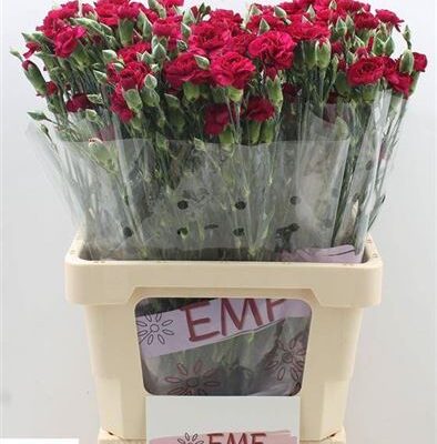 Кущова гвоздика 'Kingfish Speci'