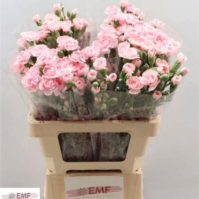 Кущова гвоздика 'Westdiamond'