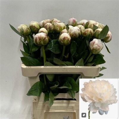 Піон 'Bowl Of Cream'