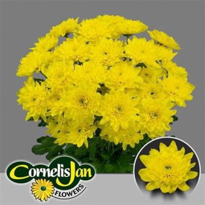 Хризантема 'EURO SUNNY'