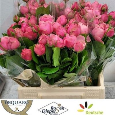 Кущова троянда 'Silva Pink+'