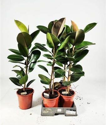 Фікус 'Robusta'