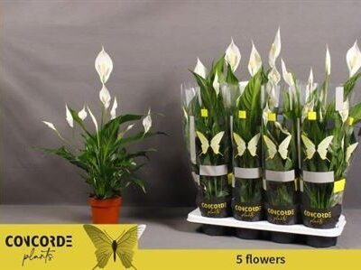 Спатифіліум 'SWEET BENITO'