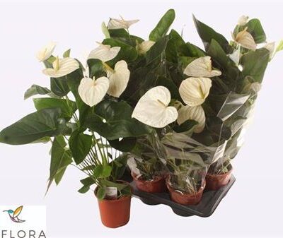 Антуріум 'ALASKA'