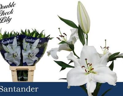 Лілія 'Santander'