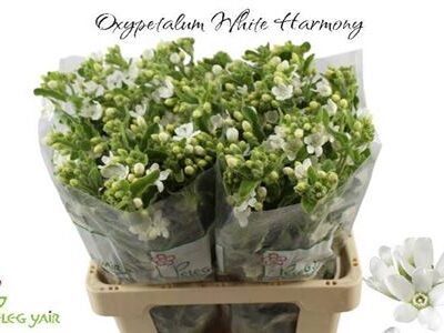 Оксіпеталум 'Whi Harm'