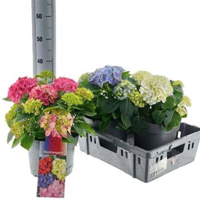 Гортензія 'Gem'