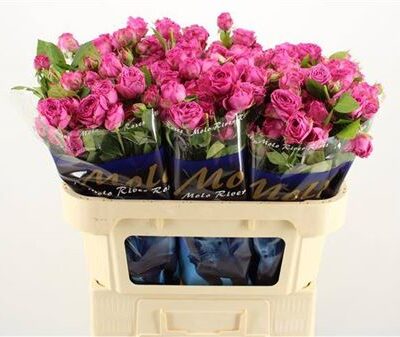 Кущова троянда 'Clas Sensation@'