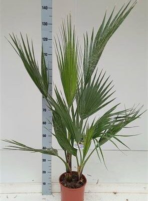 Пальма 'Washingtonia'