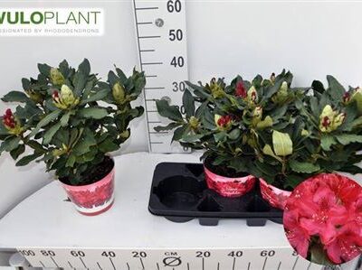 Рододендрон 'Nova Zembla'