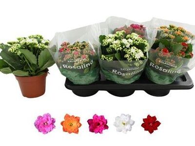 Каланхоє 'Gem'