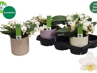 Орхідея 'Nazare'