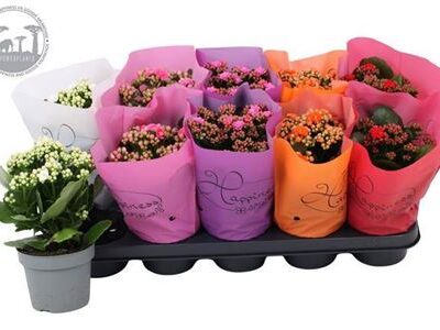 Каланхоє 'Gem'