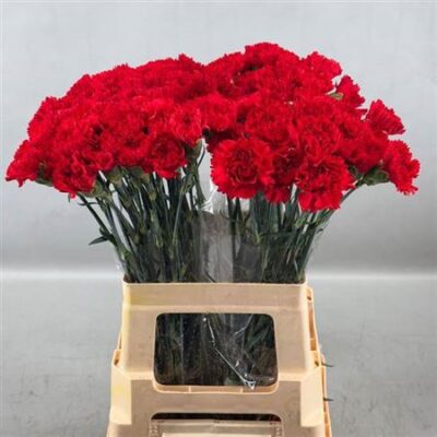 Гвоздика 'Marte'