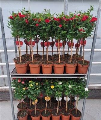 Троянди в горщику 'Mixkar'