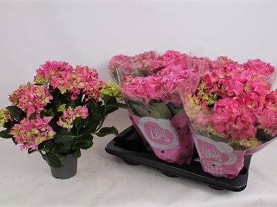 Гортензія 'Early Rosa'