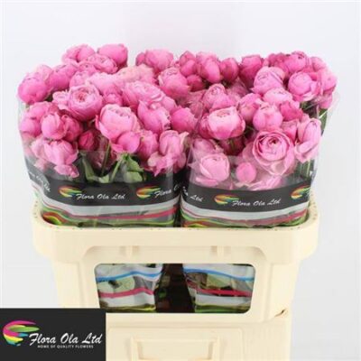 Кущова троянда 'Silva Pink+'