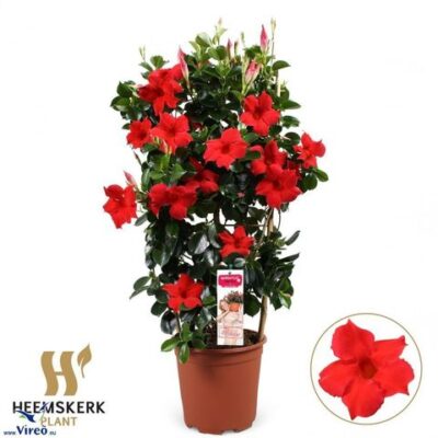 Мандевіла 'Topaze Verm'