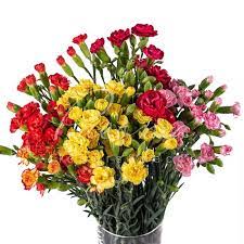 Кущова гвоздика мікс