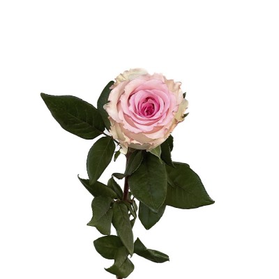 Еквадорська троянда 'Mandala'