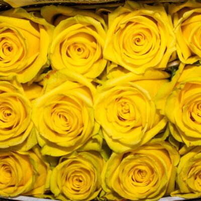 Еквадорська троянда 'Stardust'