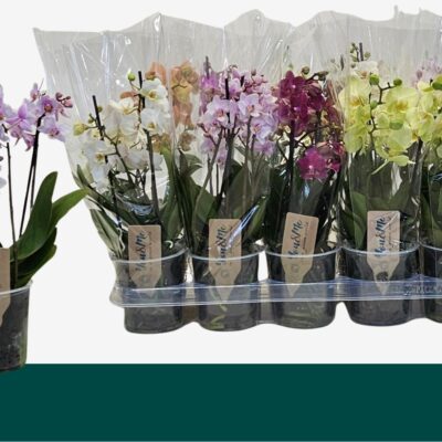 Орхідея мультифлора 'Gem 4 Kl'