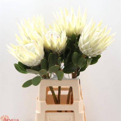 Протея 'Arctic Ice'