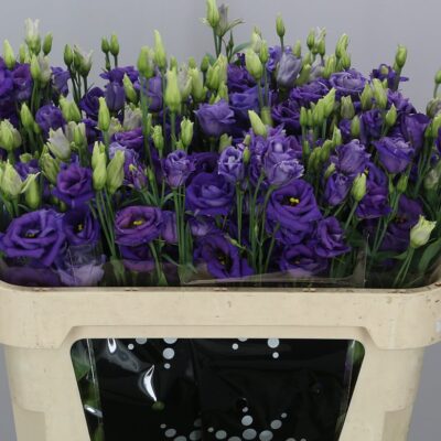 Еустома 'Rosi Blue'