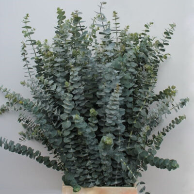 Евкаліпт 'Baby Blue'