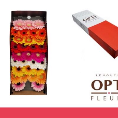 Гербера 'Op Rij Gem-doos'