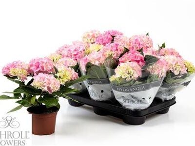 Гортензія 'River ros'