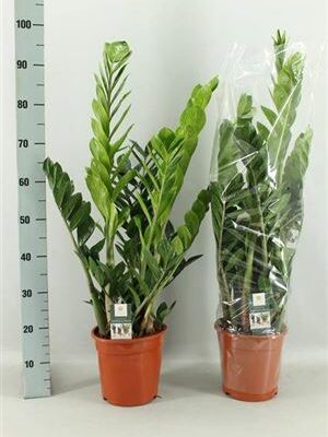 Заміокулькас