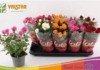 Троянди в горщику 'Gem 5 Kl'