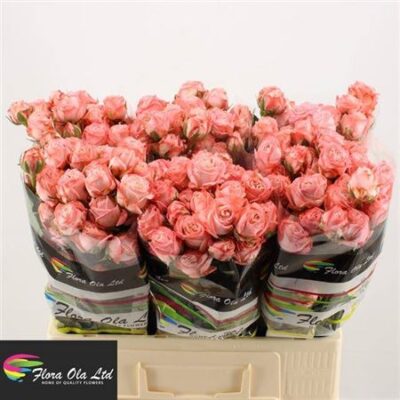 Кущова троянда 'Amazing Magic'