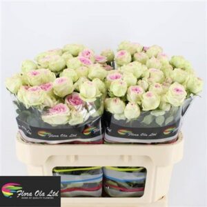 Кущова троянда 'Gelato'