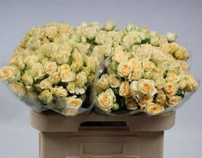 Кущова троянда 'SALINERO'