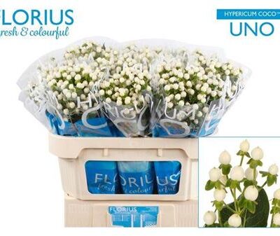 Гіперікум 'Coco Uno'