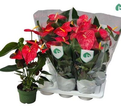 Антуріум 'Arebo'