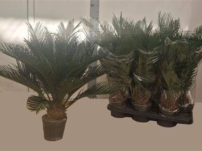 Цикас 'Revoluta'