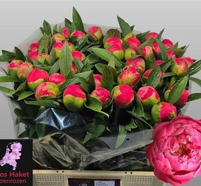 Піон 'Coral Charm'