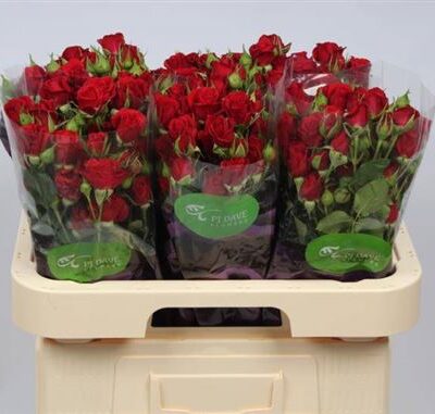 Кущова троянда 'Mirabel'